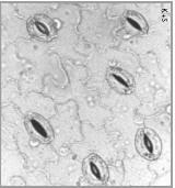 Leaf parts Stomata Mesophyll cell