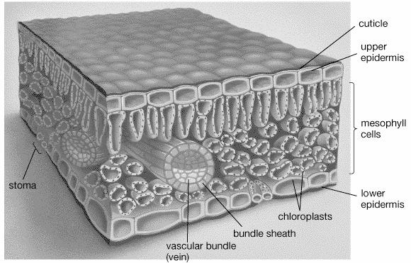 membranes (inner and outer) Filled