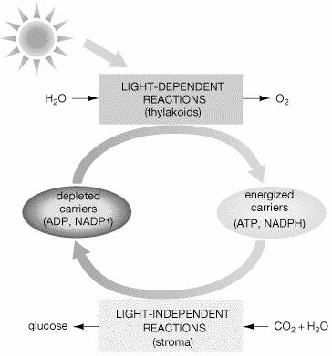 captured by pigments in chloroplast Photon: Packet of light energy When photon hits leaf, the light is either: 1) Absorbed 2)