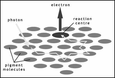 5) Light Dependant Reactions: The Conversion of Light Energy to Chemical Energy 2) Light energy transferred to energy-carrier molecules