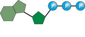 Organisms break down carbon-based molecules to produce ATP.