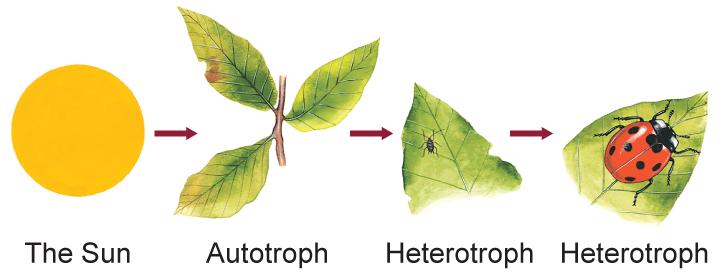 Section 1 How Organisms Obtain Energy Autotrophs and Heterotrophs!