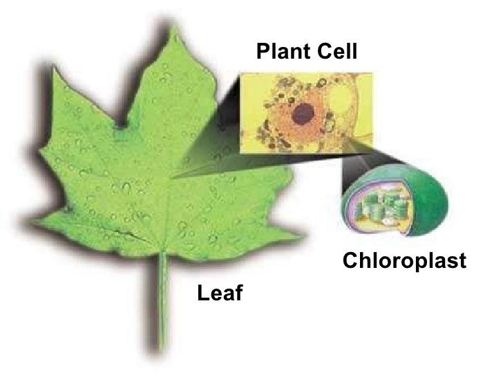 Photosynthesis Photosynthesis takes place in specialized structures inside