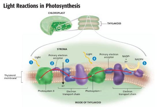 Photosystems Light energy is absorbed by chlorophyll molecules Energy boosts e - to high energy states