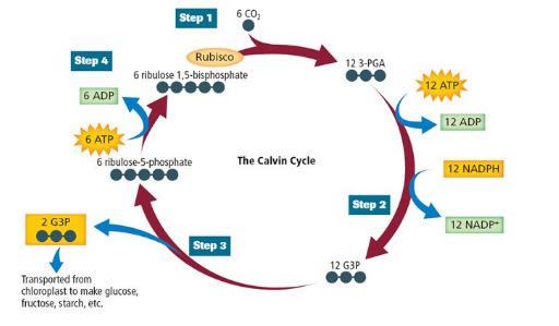 Calvin Cycle Takes place in stroma Single C m-cules cycled