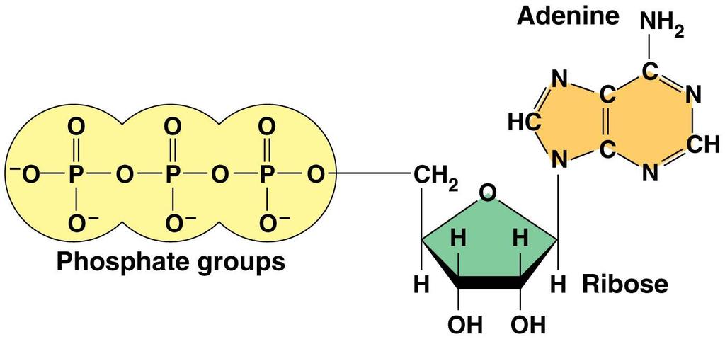 Adenosine Triphosphate (ATP) Phosphate tail = potential energy in the