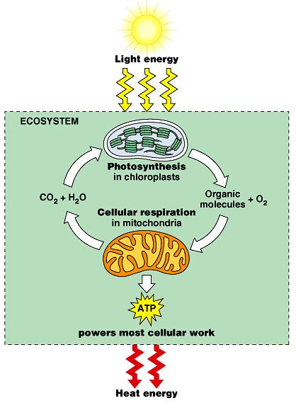 1. Energy enters Earth s ecosystems as light. 2.