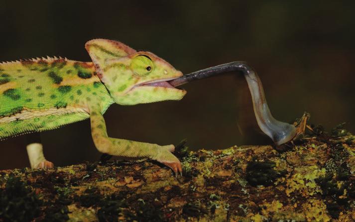 Their eyes are raised on little, mobile turrets that enable the lizards to look around without moving. An insect is unlikely to notice such an animal sitting motionless on a branch.