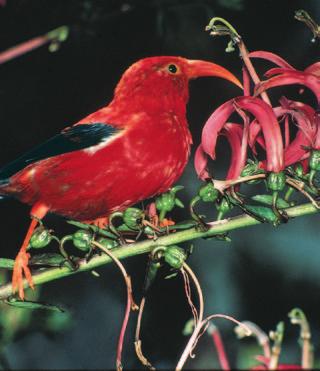 FieldStudy Go to Appendix B to find the field study Coevolution. Figure 2.4 Coevolution This Hawaiian honeycreeper is using its curved beak to sip nectar from a lobelia flower.