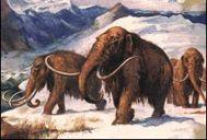 habilis Sabre-toothed