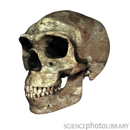 Homo erectus Zhoukoudian Cave 0.6-0.