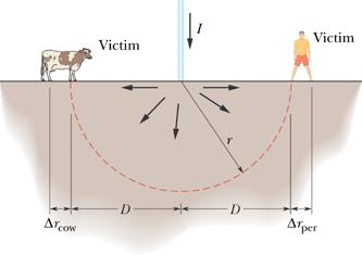 Figure shows a person and a cow, each a radial distance D=60m from the point where lightning of current i=10ka