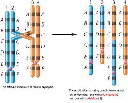 B. Gene Duplication 1. Copying genes a. Early organisms had little genetic material b.