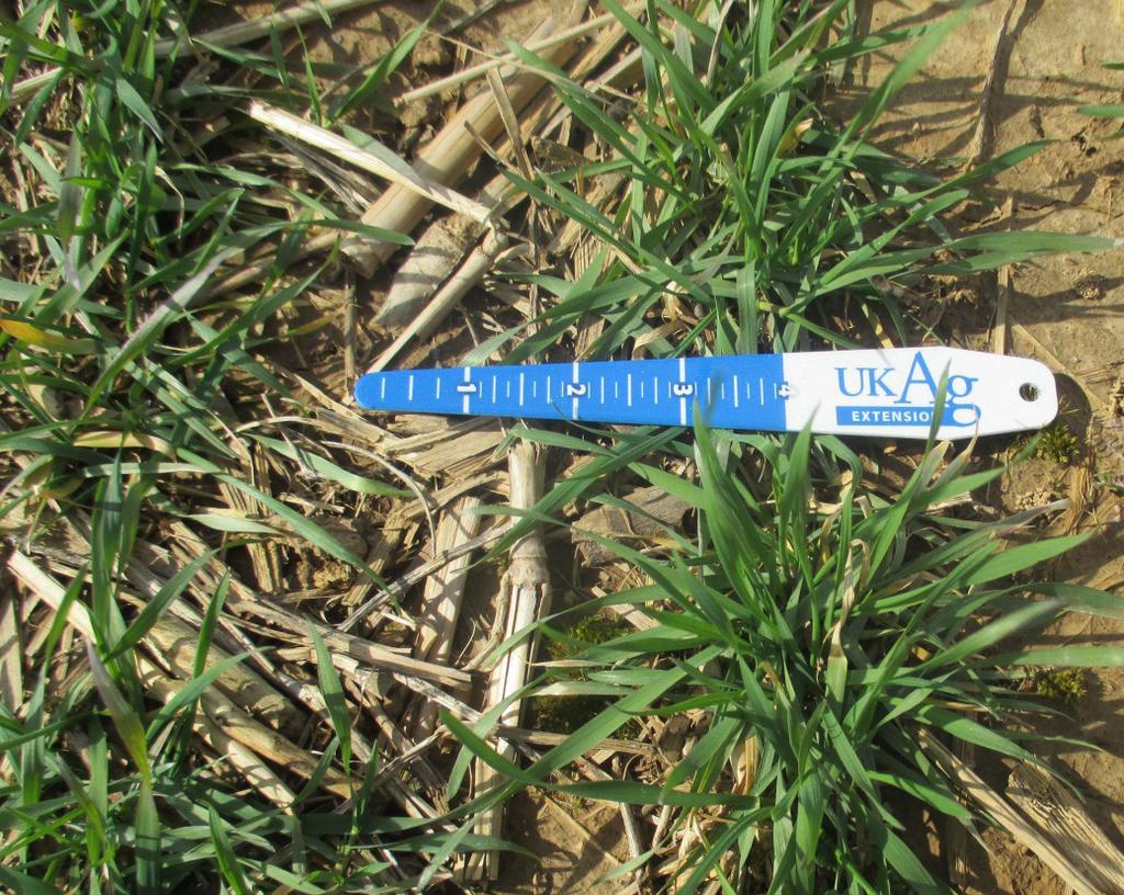AGR-224 Identifying Wheat Growth Stages Carrie A.