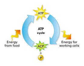 The main energy "currency" molecule in the cells of living organisms is 4 photosynthesis. the alvin cycle. the light reactions. cellular respiration. TP.