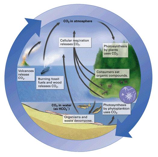19 How can humans impact the carbon cycle?