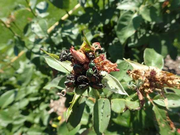 Japanese beetle damages plants in two distinct ways
