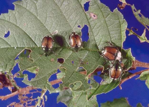Chemical Controls Most Effective for Control of Japanese Beetle Adults Most pyrethroids (e.g.