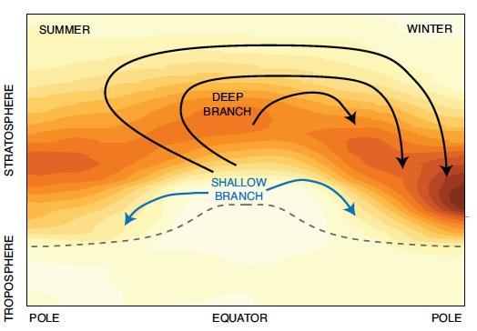 Global ozone trends ODS decrease Climate change effect: Acceleration of Brewer-Dobson circulation -> decrease of ozone in tropics ->