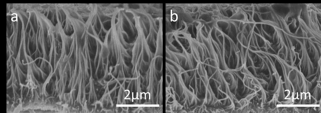 Supplementary Fig. 7. The SEM image of PANI/VA-CNTs before (a) and after (b) 3000 cycling tests. References 1 Wang, J., Xu, Y., Chen, X. & Sun, X.