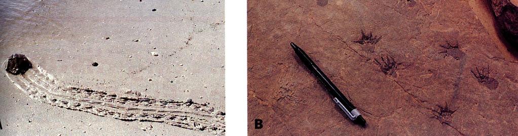 D. Trace Fossils - evidence of life other than the organism itself. 1.