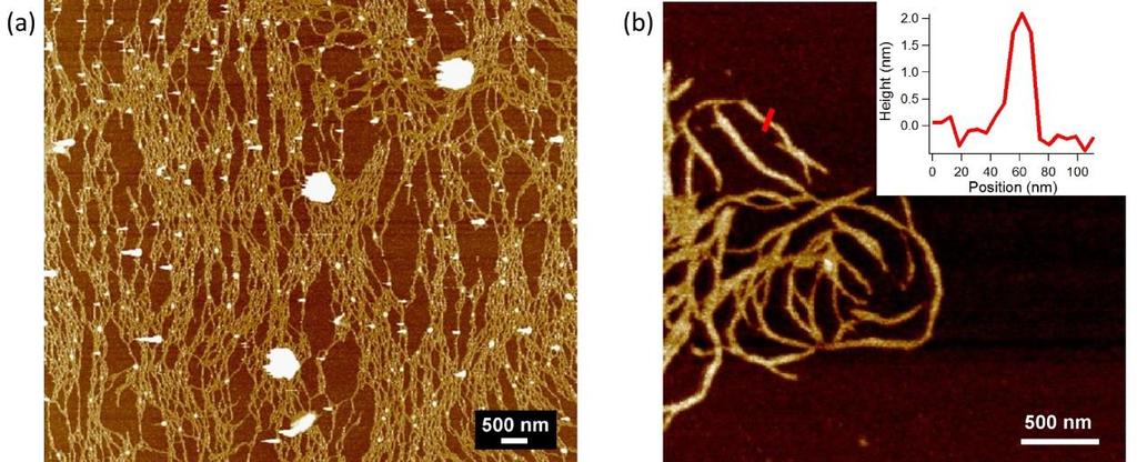 Fig. S5 AFM topographic images of TAP-CyCo supramolecular structures. (a) Sample containing 15 mm TAP and CyCo6. (b) Sample containing 15 mm TAP, 5 mm CyCo4, 10 mm CyCo6 (1:0.33:0.