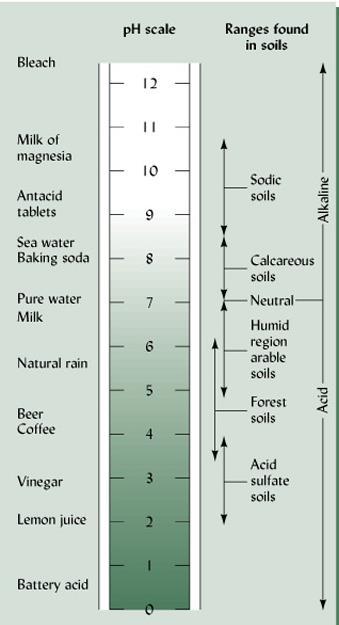 From Brady and Weil, 2002, The Nature and Properties of Soil. 13 th Edition Soil ph and Salt Concentration Acidic cations on soil colloids will exchange with cations in the soil solution.