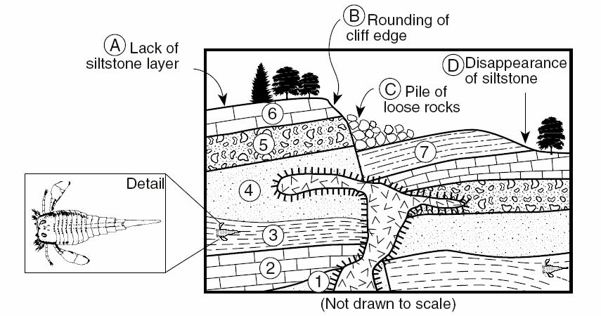 Put the following rock layers in the order