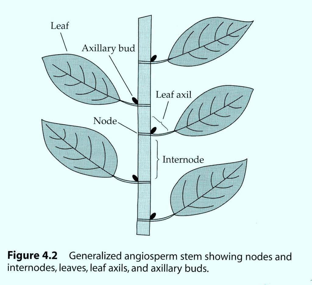 Stems Stem the axis of plants consists of nodes (where