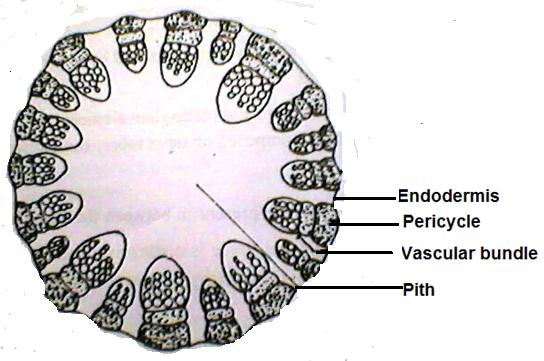 ii. Vascular bundles are arranged in a ring. iii. Each vascular Bundle contains xylem, phloem and cambium. Stele is Eustele type Xylem- i.