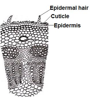 1) Epidermal region- 1. It shows epidermis, cuticle and trichomes. 2. The epidermis i. Single layered, uniseriate. ii.