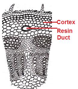 2. Cortex i. Present below the hypodermis. ii. Few layers of parenchyma cells. iii.