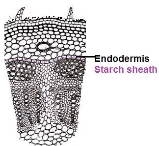 3.Endodermis i. Innermost layer of cortex. ii. Single layered, barrel shaped parenchymatous cells. iii.