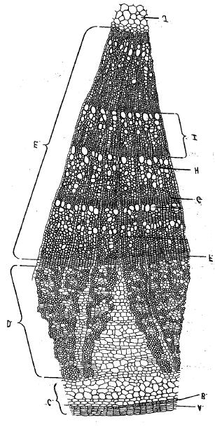 Tilia (Basswood) Stem Label the following structures on the diagram of a stem below: Cork, cork cambium, cortex