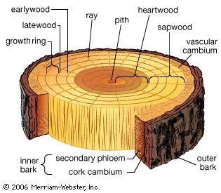 The spring xylem cells (C) are larger than the late summer xylem cells due to the difference in