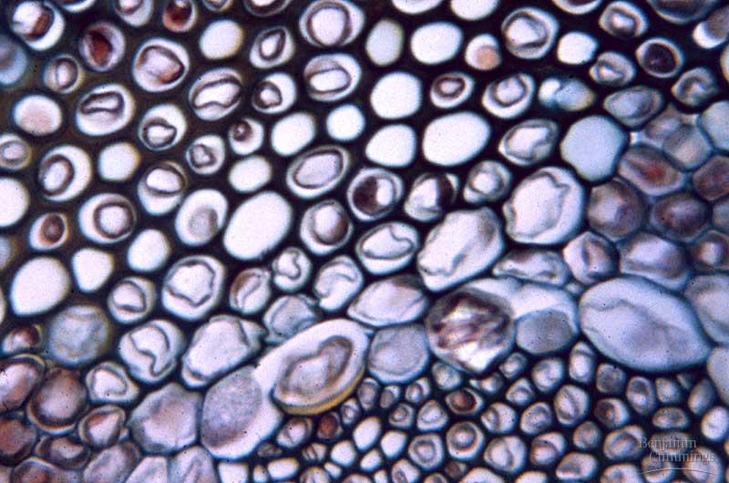 Collenchyma Tissue Made up of Collenchyma Cells