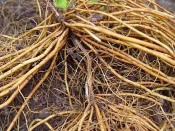 THE ROOT SYSTEM: Root structure is well adapted to: > Anchor