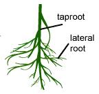 Two major types of root