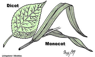LEAVES *the main photosynthetic organs of a plant *leaves of monocots and dicots