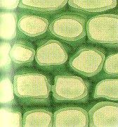 Specialized Plant Cells: 1) Parenchyma cells: -least