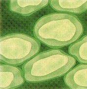 Specialized Plant Cells: 2) Collenchyma cells: -usually grouped in strands to support young parts of plants
