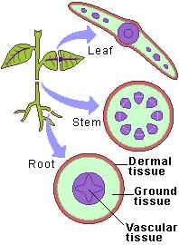 Each organ of a plant (leaf, stem, root) has