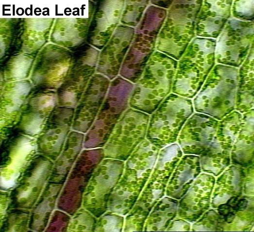 DERMAL TISSUE SYSTEM (epidermis) -covers and protects plant -root hairs are extensions of