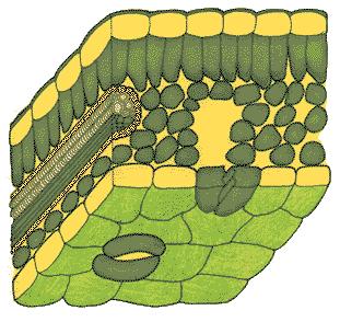 TISSUE ORGANIZATION OF LEAVES: the ground tissue inside the leaf is called: