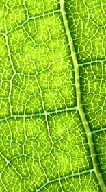 throughout leaf blade forming VEINS this