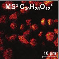 The high sensitivity of PHI s Parallel Imaging MS/MS option provides the only available capability that can ensure tandem MS analysis of only the outermost surface molecules.