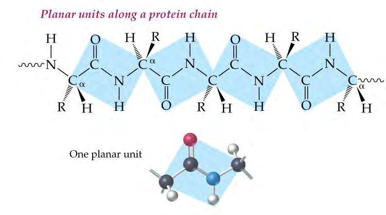 Primary Protein Structure Primary structure of a proteins is the sequence of amino acids connected by peptide bonds.