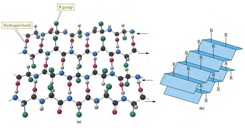 β-sheet: The polypeptide chain is held in place by hydrogen bonds