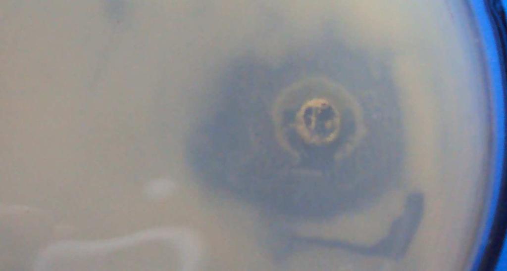 Alternanthera ficoidea, taken as