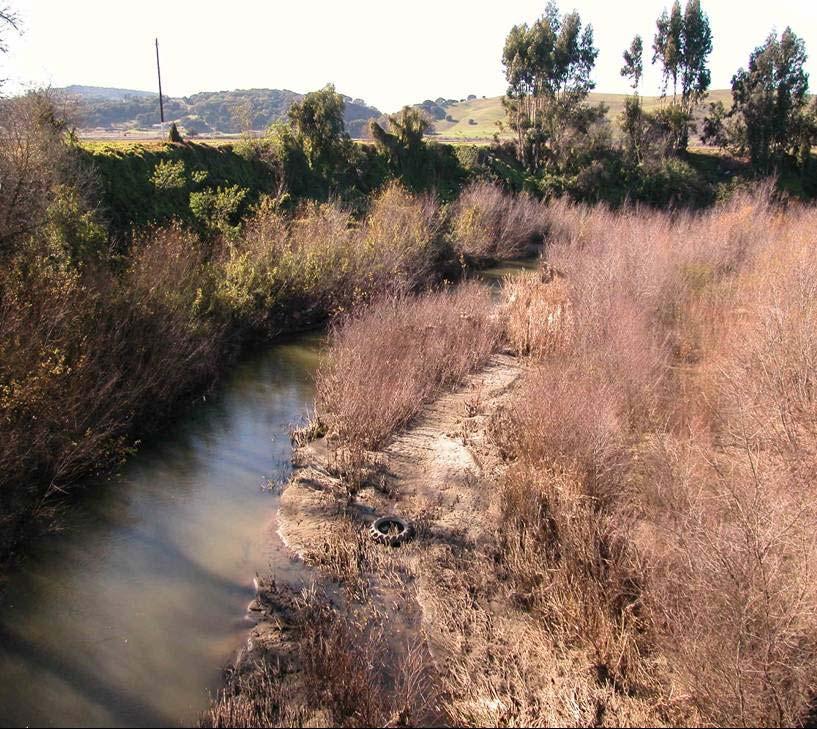 Figure 1: Photograph of Pajaro River immediately below the Roggie Lane Bridge in the